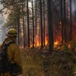 Carolina Forest Fire: Important Facts About the Recent Wildfire